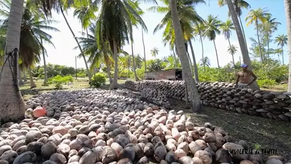 Découvrez l'origine de l’huile de coco polynésienne 